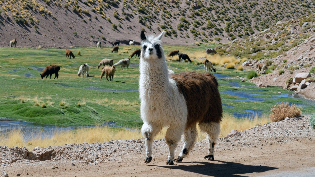 01 - Désert d'Atacama (33).jpg